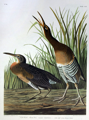 Vivid print of two birds on a piece of wood with tall greenery behind them