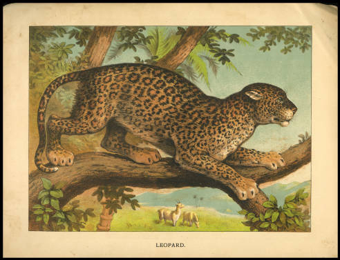 A leopard in a tree hovering above two llamas in the background.  